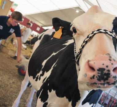 Crise du coronavirus oblige, la foire de Battice organisée sans l’Ecole des jeunes éleveurs!