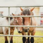 Foire Agricole Battice - final-103-min