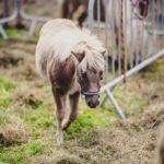 Foire Agricole Battice - final-108-min