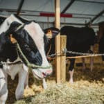 Foire Agricole Battice - final-161