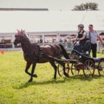 Foire Agricole Battice - final-174