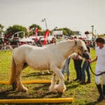 Foire Agricole Battice - final-180