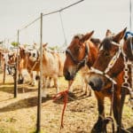 Foire Agricole Battice - final-183
