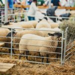 Foire Agricole Battice - final-57-min