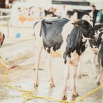 Foire Agricole Battice - final-81-min