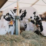 250906-FoireAgricoleBattice-HD-037
