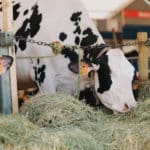 250906-FoireAgricoleBattice-HD-039