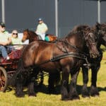 250906-FoireAgricoleBattice-HD-087