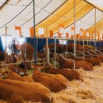 250906-FoireAgricoleBattice-HD-149
