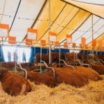 250906-FoireAgricoleBattice-HD-150