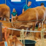 250906-FoireAgricoleBattice-HD-152