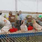 250906-FoireAgricoleBattice-HD-165