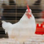 250906-FoireAgricoleBattice-HD-167