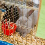 250906-FoireAgricoleBattice-HD-173
